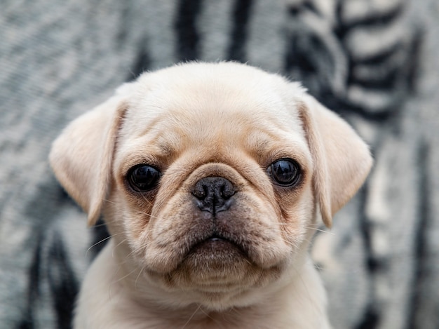 Foto close em cachorro pug, bebê com olhos grandes