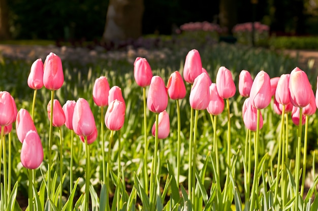 Close em lindas e encantadoras tulipas