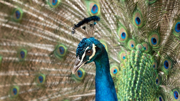 Close em um pavão na fazenda.