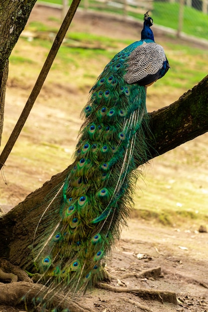 Close em um pavão na fazenda