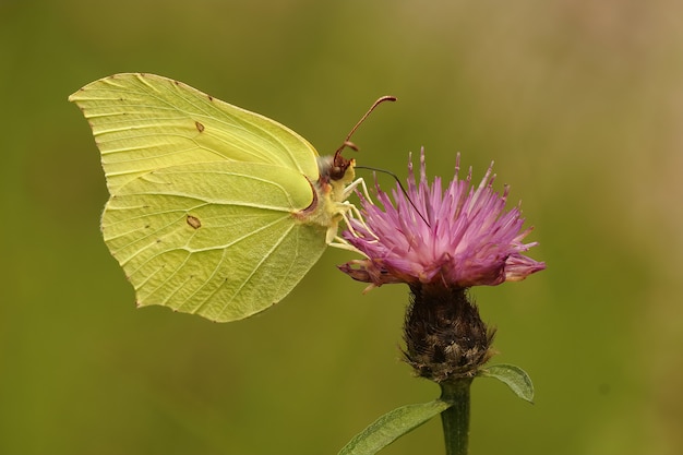 Close lateral de uma borboleta de enxofre, gonepteryx rhamni na p