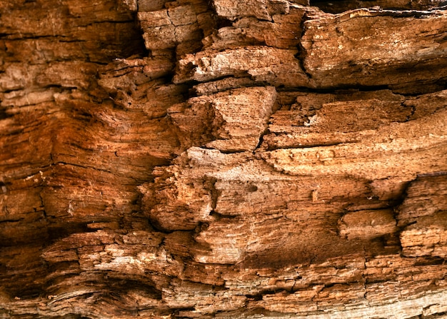 Foto close na bela textura de casca de árvore