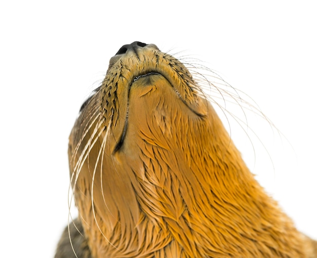 Close na cabeça de um filhote de foca, isolado no branco
