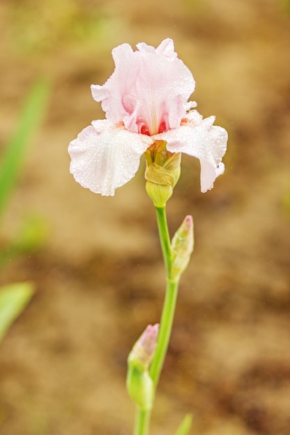 Foto close na flor de íris no jardim