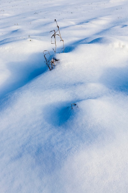 Close na grama na neve