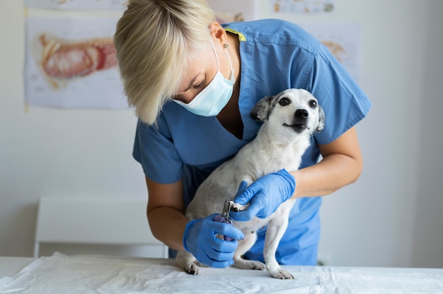 Foto close no veterinário cuidando do cachorro