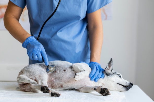 Foto close no veterinário cuidando do cachorro