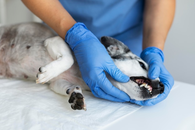 Foto close no veterinário cuidando do cachorro