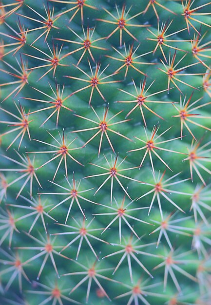 Close-up abstrato de cacto espinhoso