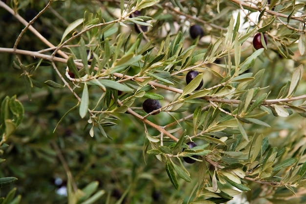 Close-up de aceitunas negras sobre madera