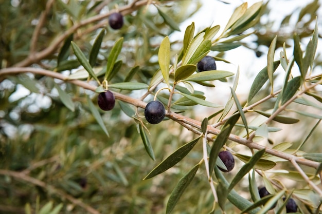 Close-up de aceitunas negras sobre madera