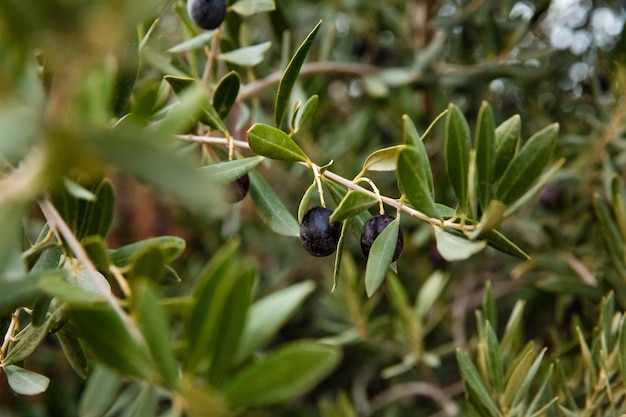 Close-up de aceitunas negras sobre madera