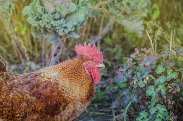 Close-up ao ar livre de galo ou galinha marrom.