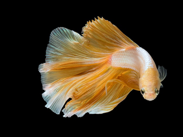 Foto close up art bewegung von betta fisch, siamesische kampffische.