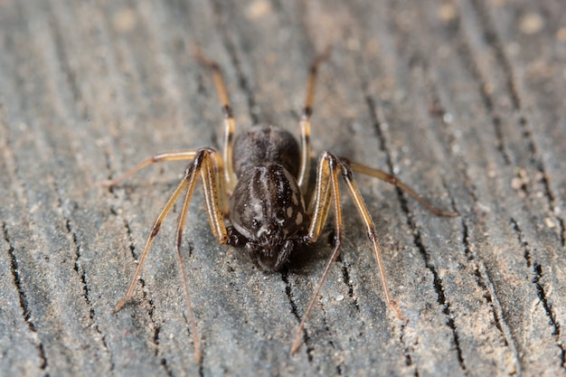 close-up assustador beleza natureza fofo atraente