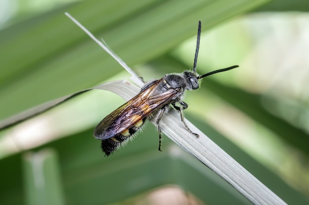 Close-up de avispa alfarera en una ramita