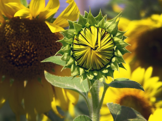 close up Baby Sunflower cor amarela no campo para papel de parede de fundo