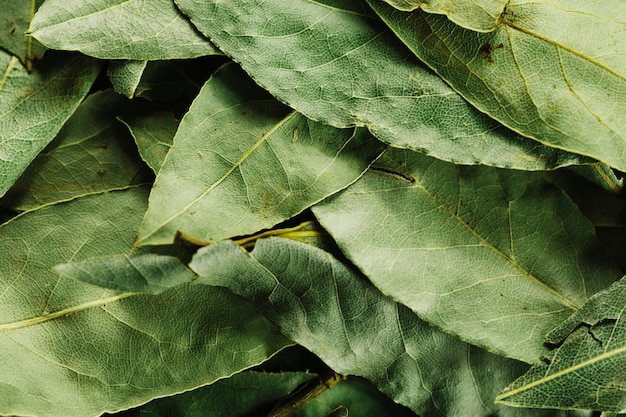 Foto close-up bay leaves