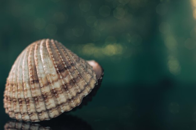 Close up Belas conchas em uma mesa de vidro preto e verde ouro bokeh textura de fundo Macro