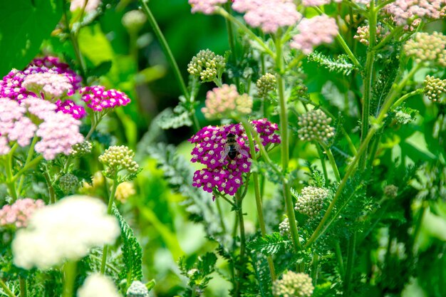 Close-up-Bild von kleinen rosa Blumen im Park mit grünem Hintergrund