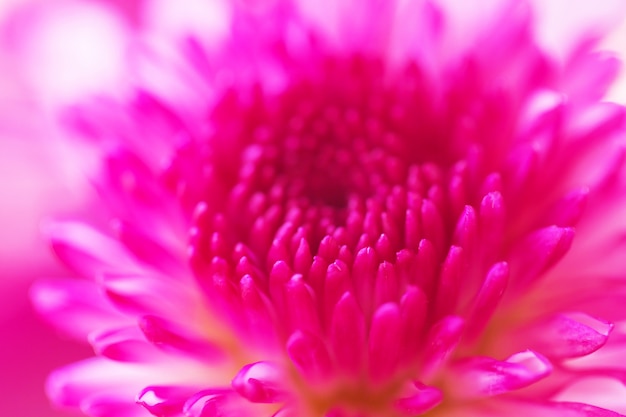 Foto close up blis flores coloridas crisantemo para el fondo