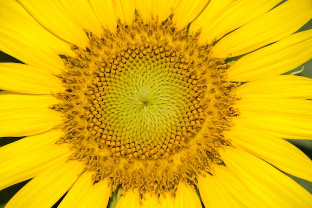 Close Up Blooming Sunflower.