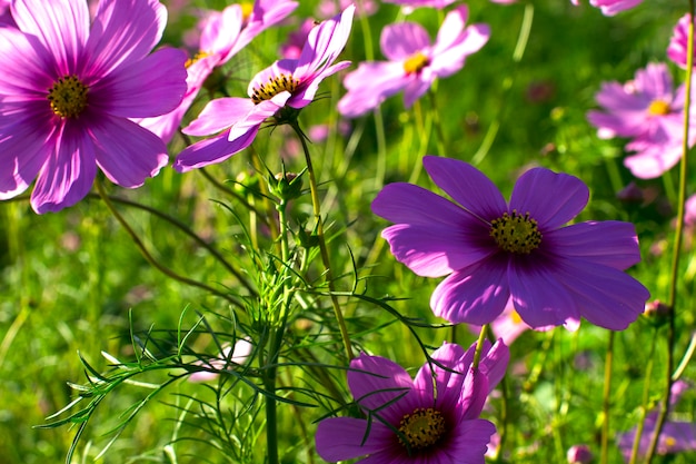 Close-up bonito por trás de enxofre rosa Cosmos Flower