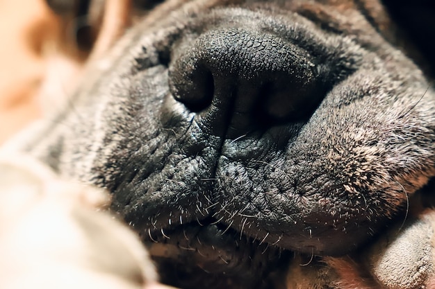 Close up boxer dog nariz retrato German Boxer ou Deutscher Boxer Animal de estimação triste e solitário