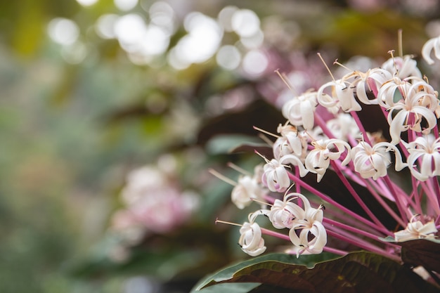 Close-up, branca, flor, frente, obscurecido, natureza