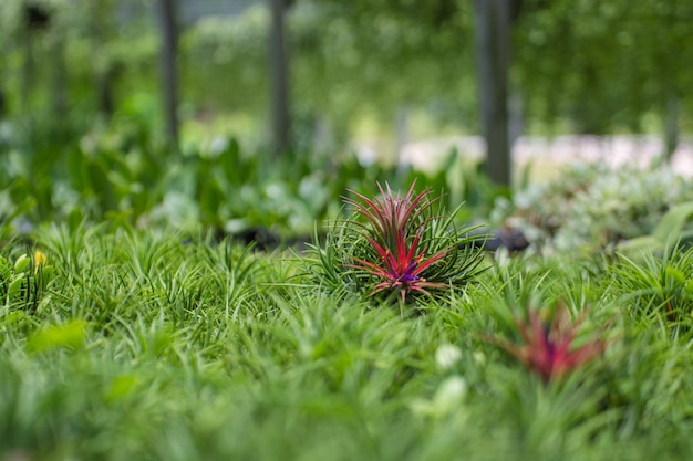 Foto close-up bromeliad ou aechmea fasciata na natureza