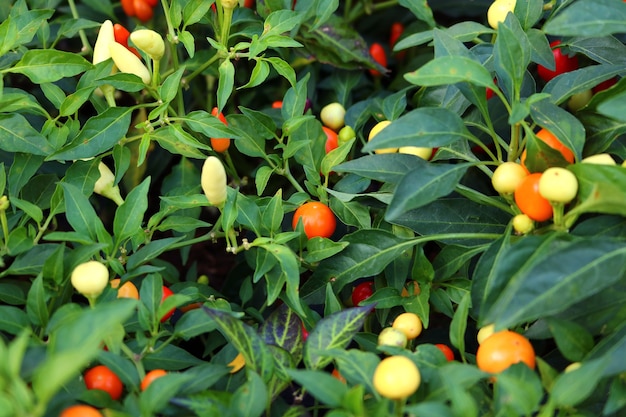 Close up bunten Chili im Garten