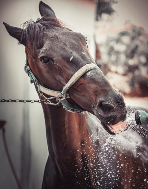 Close-up de un caballo bebiendo