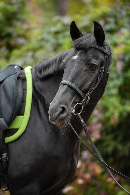 Close-up de un caballo negro ensillado con un mantel verde está contra la pared de hojas