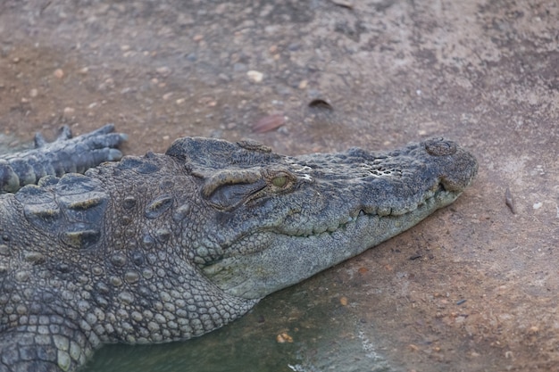 Close-up, cabeça, crocodilo, jacaré, parque