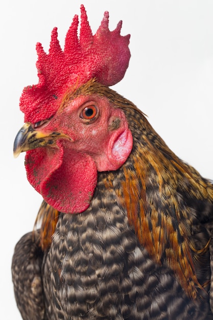 Close Up cabeza de gallo pollo de corral