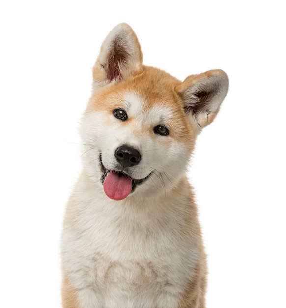 Foto close-up de un cachorro de akita inu delante de una pared blanca