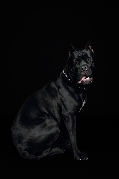 Close-up cachorro preto no estúdio