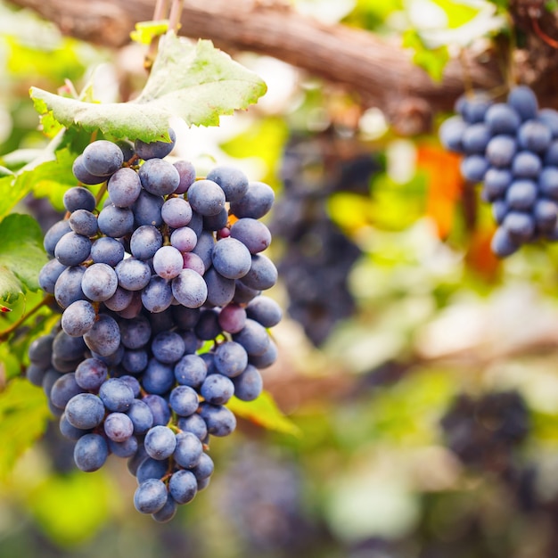 Close-up, cachos, maduro, vermelho, vinho, uvas