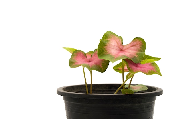 Close-up caladium bicolor isolado no fundo branco