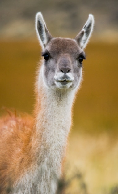 Close-up camelídeo guanaco na natureza