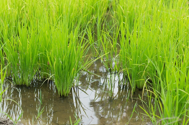 Close-up campo de arroz verde em fazenda de arroz na estação das chuvas