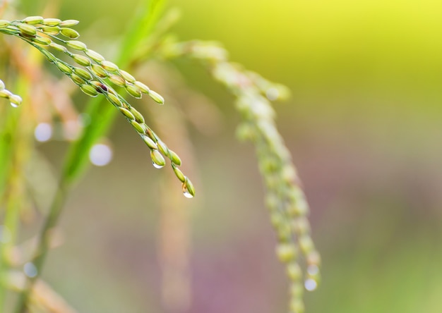 Foto close-up campos de arroz em terraços de paisagens de campo de arroz verde amarelo