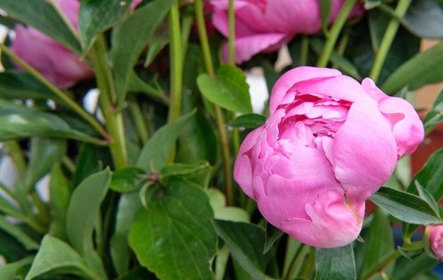 Close-up de capullos de peonía rosa con follaje