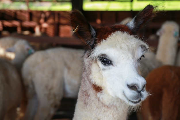 Close up cara de alpaca en granja