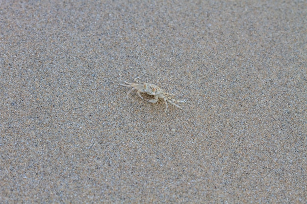 close-up caranguejo fantasma