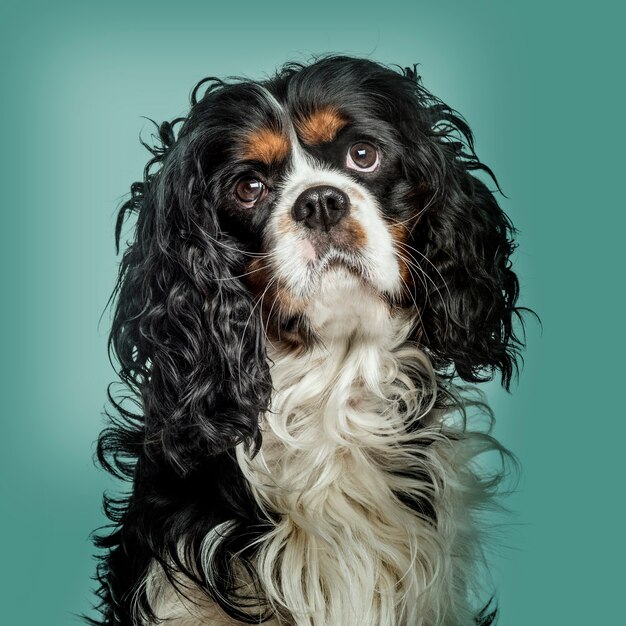 Foto close-up de cavalier king charles spaniel contra el fondo verde