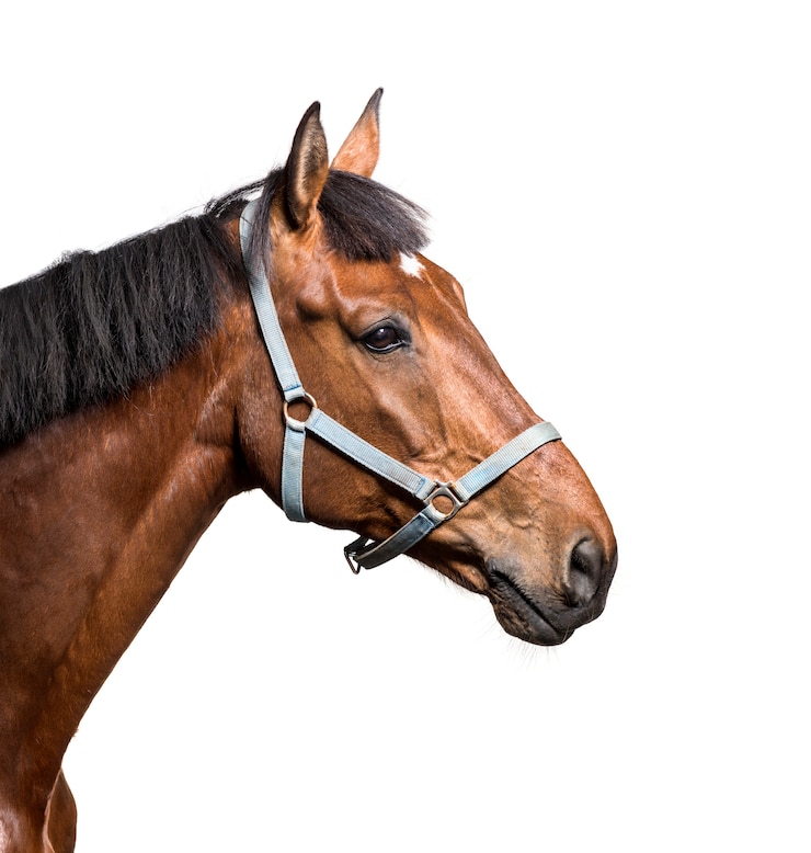 Foto close-up, cavalo, corte