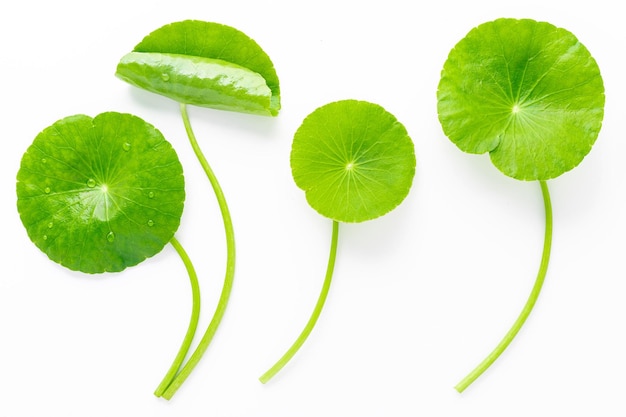 Close up centella asiatica folhas com gota de chuva isolada em fundo branco vista superior