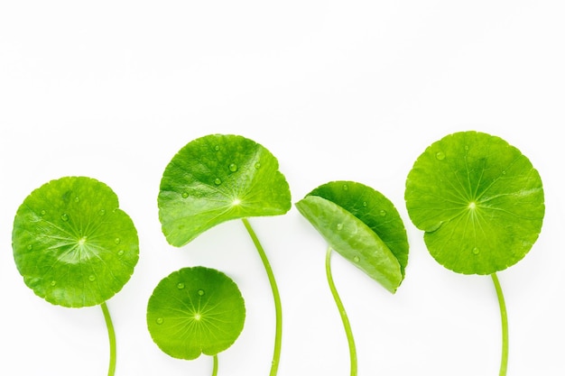 Close up centella asiatica folhas com gota de chuva isolada em fundo branco vista superior
