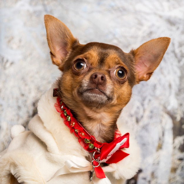 Close-up de un chihuahua disfrazado en un paisaje invernal